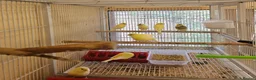 Canaries birds for sale: Beautiful canaries - Advert 1