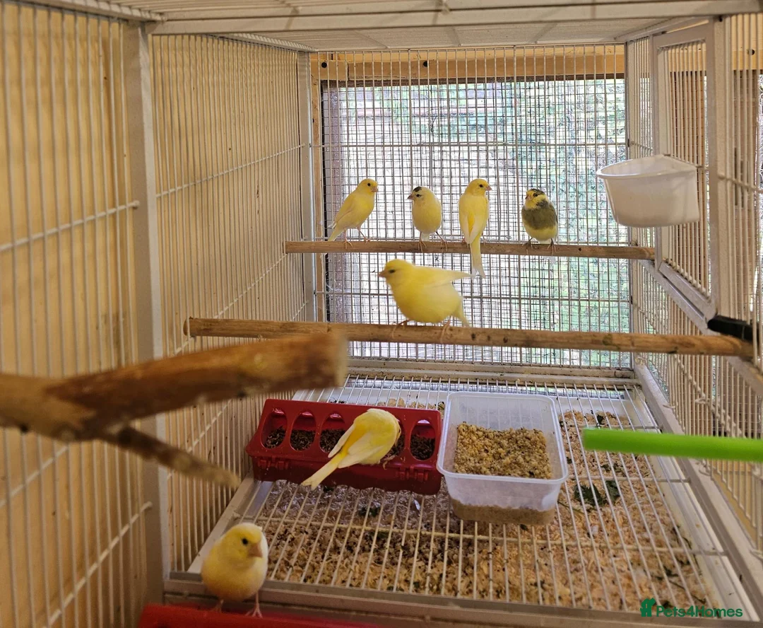 Canaries birds for sale: Beautiful canaries - Advert 1