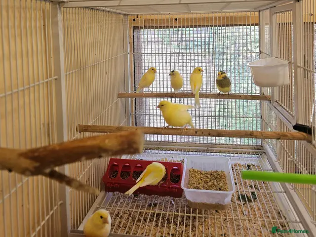 Canaries birds for sale: Beautiful canaries - Advert 1