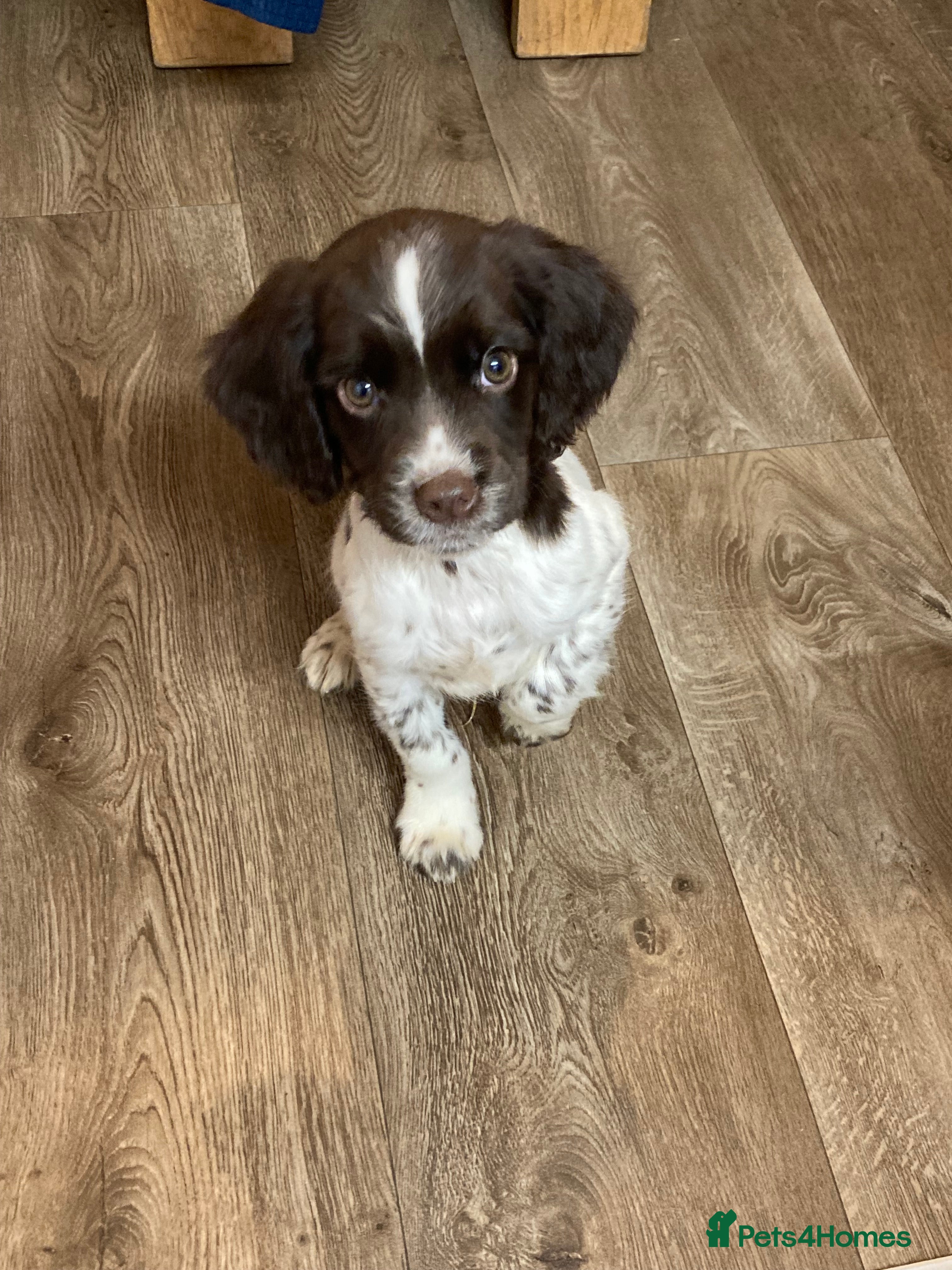 English Springer Spaniel dogs 1 BOY LEFT!! Working Bred Springer Spaniel.  - Advert 8