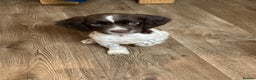 English Springer Spaniel dogs for sale: 1 BOY LEFT!! Working Bred Springer Spaniel.  - Advert 1