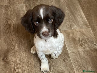 English Springer Spaniel dogs 1 BOY LEFT!! Working Bred Springer Spaniel. - Advert 8