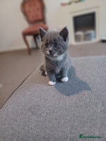 Maine Coon cats - Advert 1