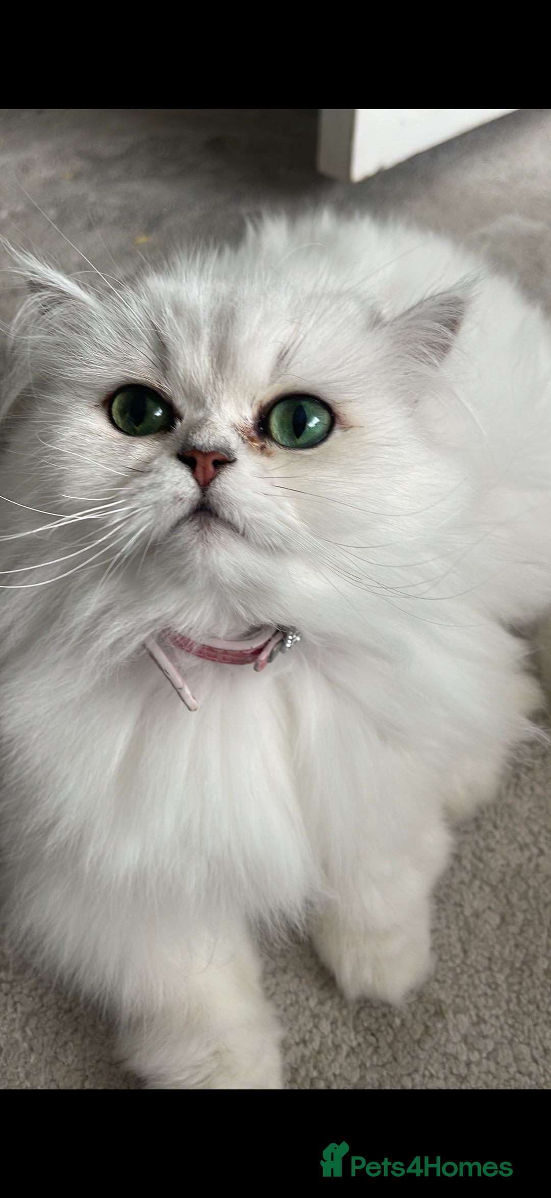 Persian cats for sale: Persian chinchilla female  - Advert 2