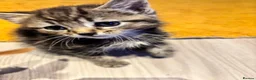 Mixed Breed cats for sale: 🐾 Beautiful 8-Week-old kitten in London - Advert 23