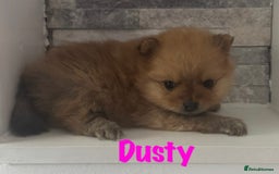 Pomeranian dogs for sale: 6 Pomeranian cherubs - Image 14