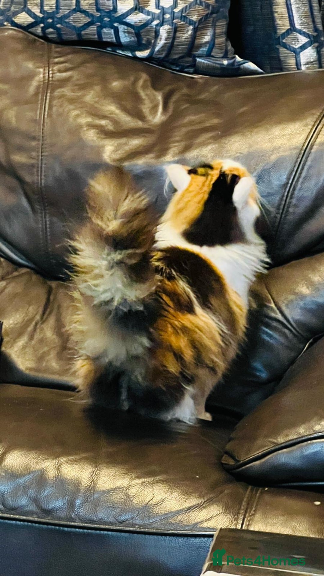 Mixed Breed cats for sale: Mainecoon cross  - Advert 2