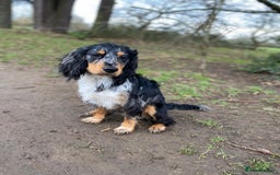Sprocker dogs for stud: Milo  - Image 3