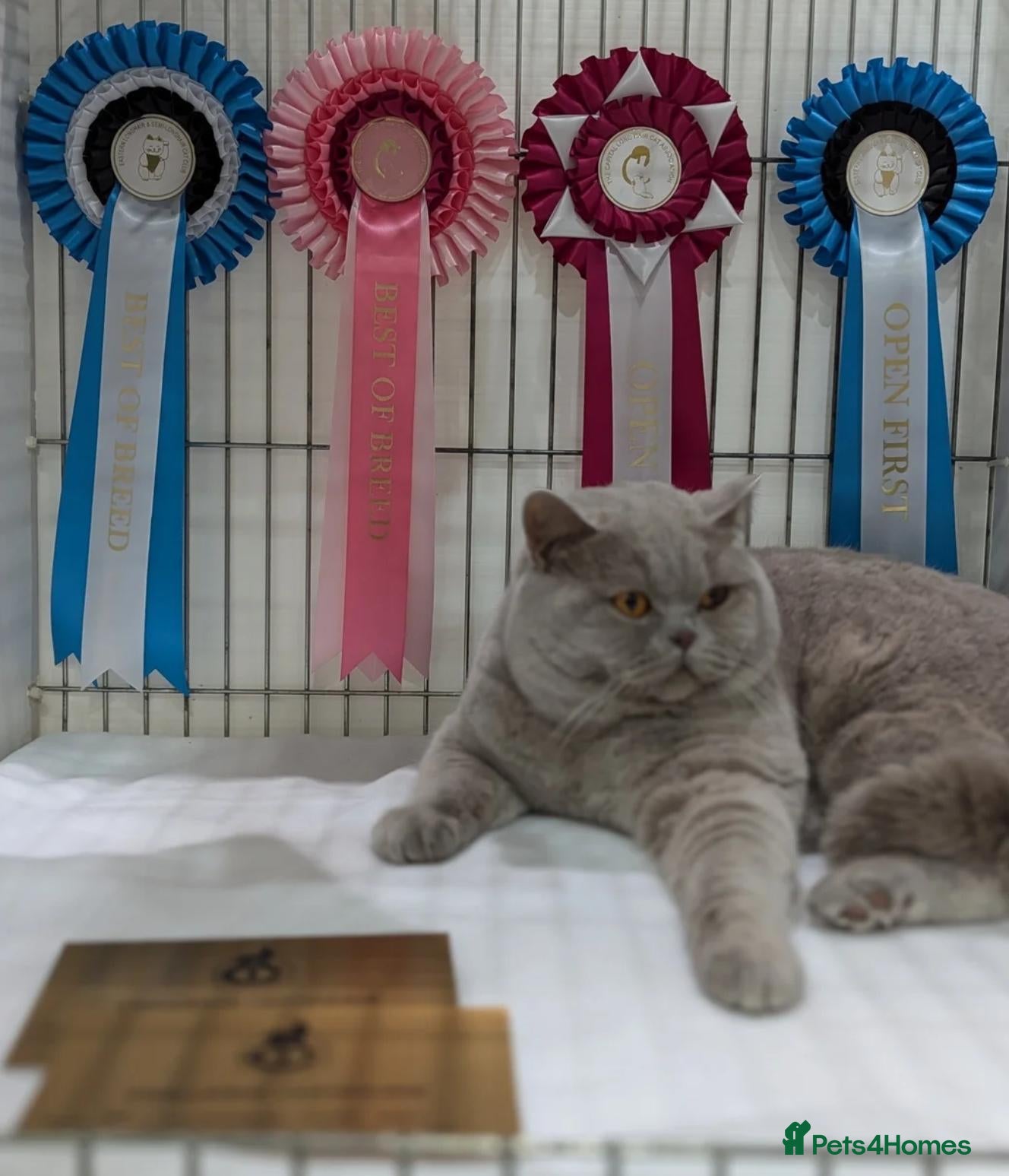 British Shorthair cats 100% PURE XXL PEDIGREE Champion BSH kittens ❤️ - Advert 2