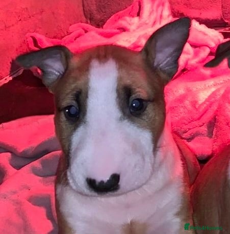 English Bull Terrier dogs KC English Bull Terrier Pups - Advert 2