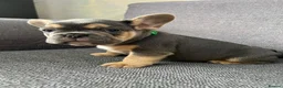 French Bulldog dogs for sale: Adorable French Bulldog Ready for New Homes KC reg - Advert 7