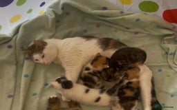Mixed Breed cats for sale: 4 Beautiful Kittens Ready For Their Forever Homes - Image 17