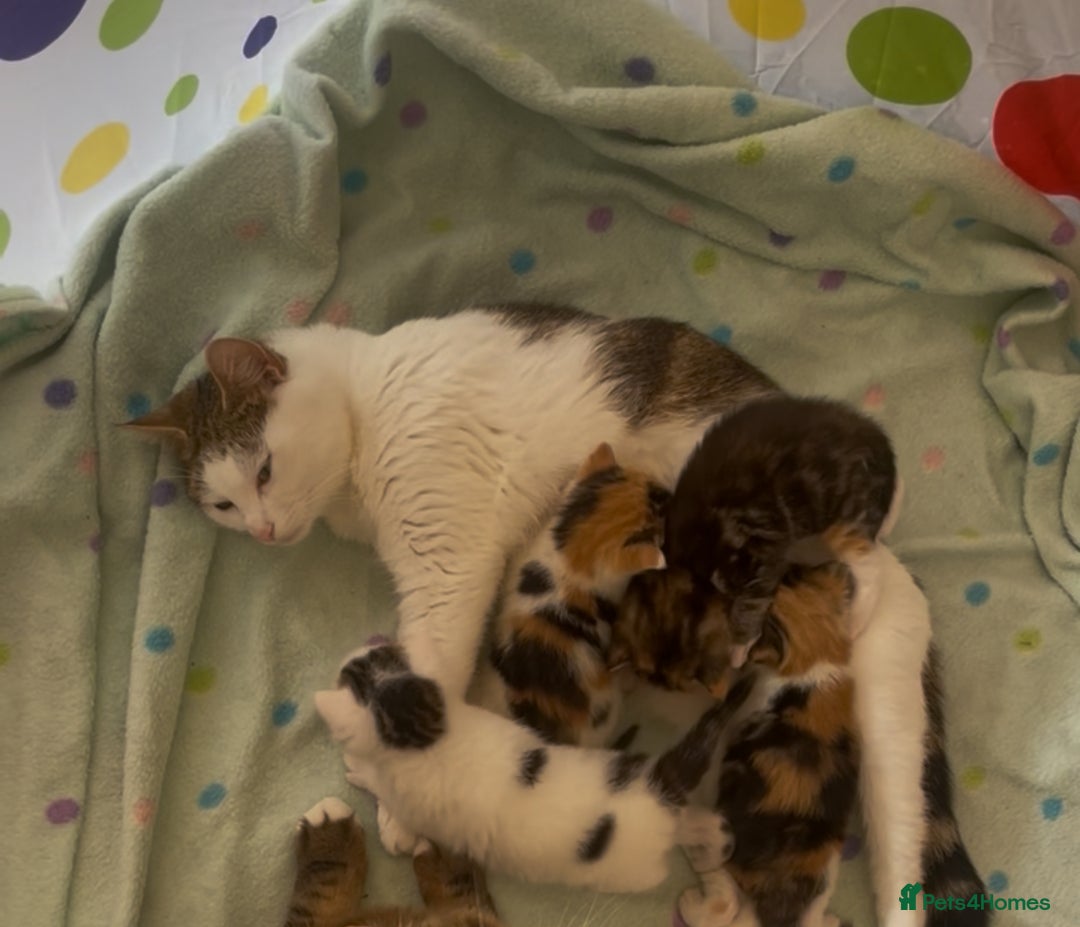 Mixed Breed cats for sale: 4 Beautiful Kittens Ready For Their Forever Homes - Image 17