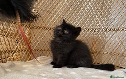 Exotic cats for sale: ❤️Stunning Exotic Shorthair & Longhair Kittens❤️  - Image 18