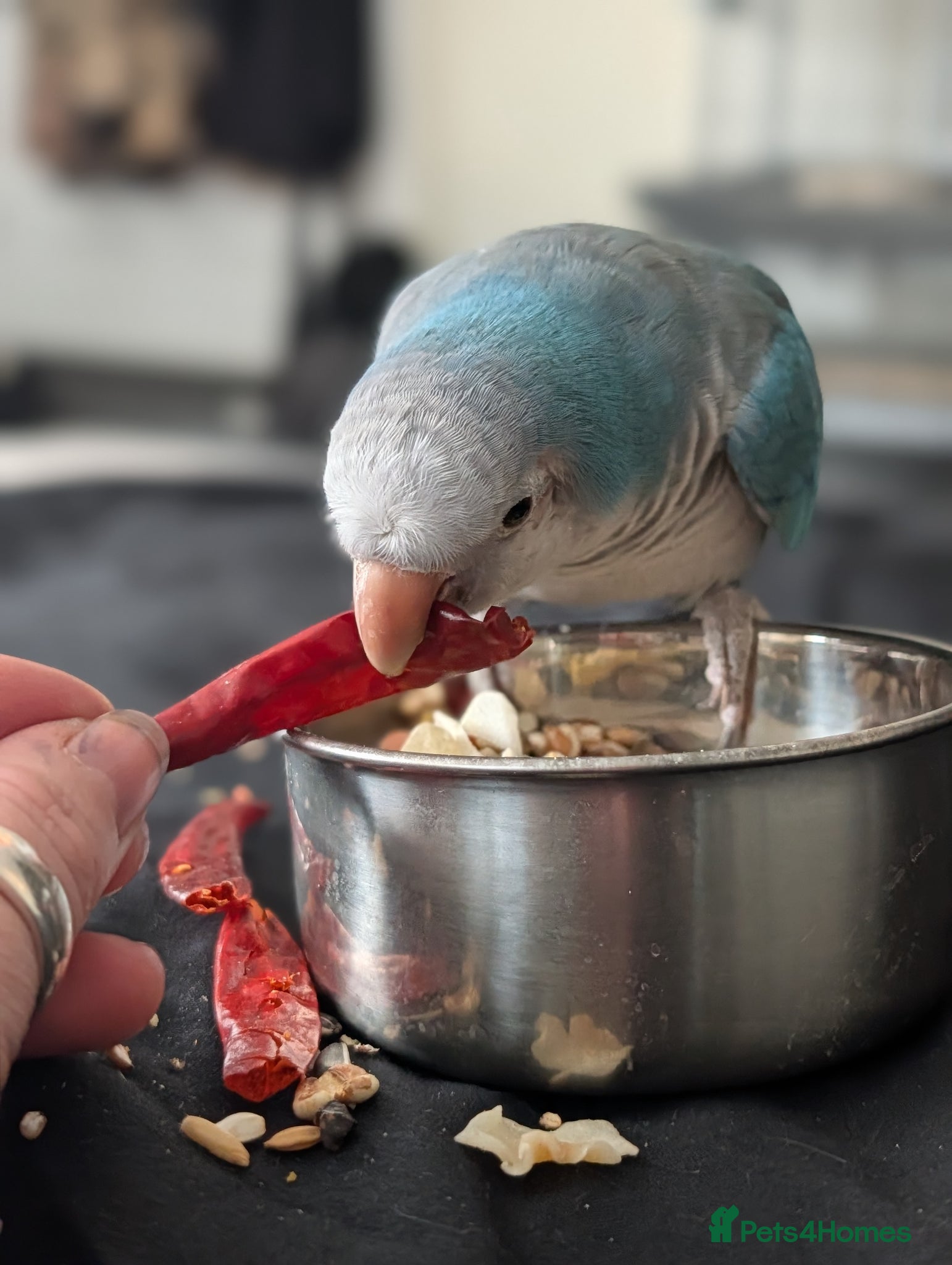 Parrots birds Reluctant sale of my blue Quaker parrot Mr chips  - Advert 6