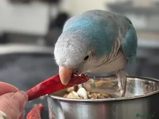 Parrots birds Reluctant sale of my blue Quaker parrot Mr chips - Advert 6