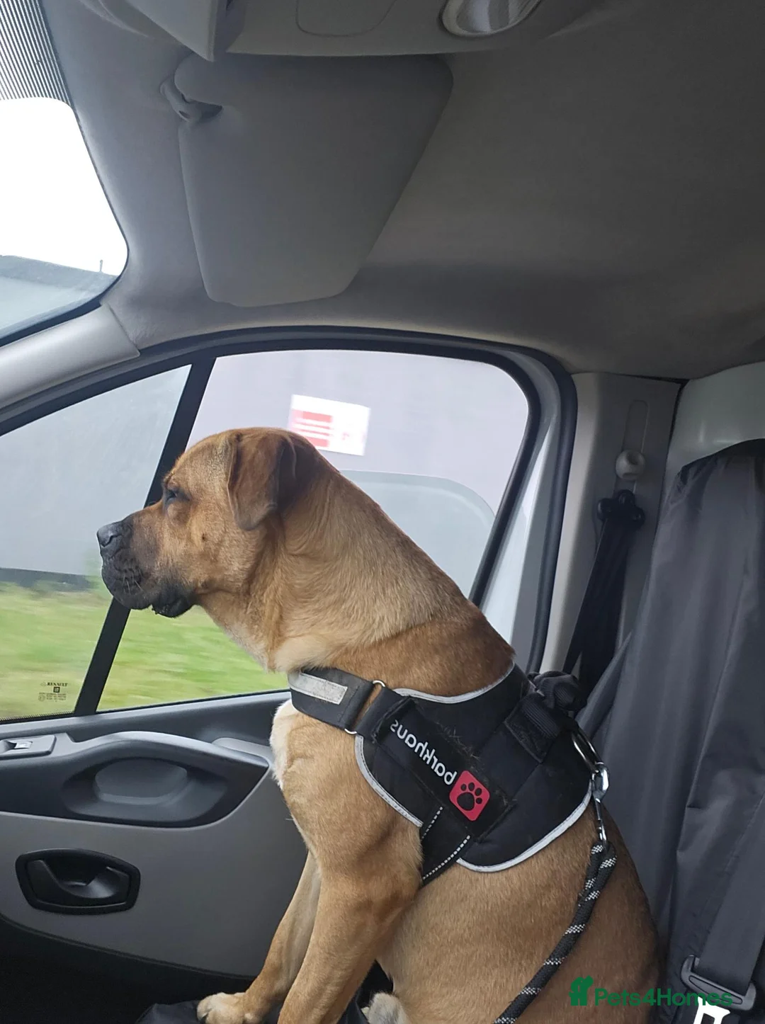 Mixed Breed dogs for sale: Cross breed Dogue de Bordeux  - Advert 2