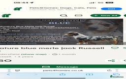 Jack Russell dogs for sale: Purê bred min ature Jack russell puppies - Image 5