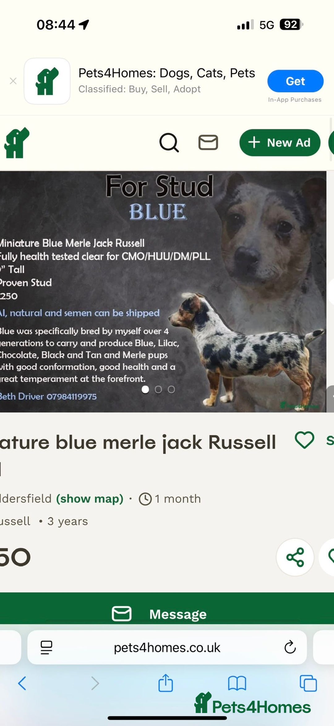 Jack Russell dogs for sale: Purê bred min ature Jack russell puppies - Image 5