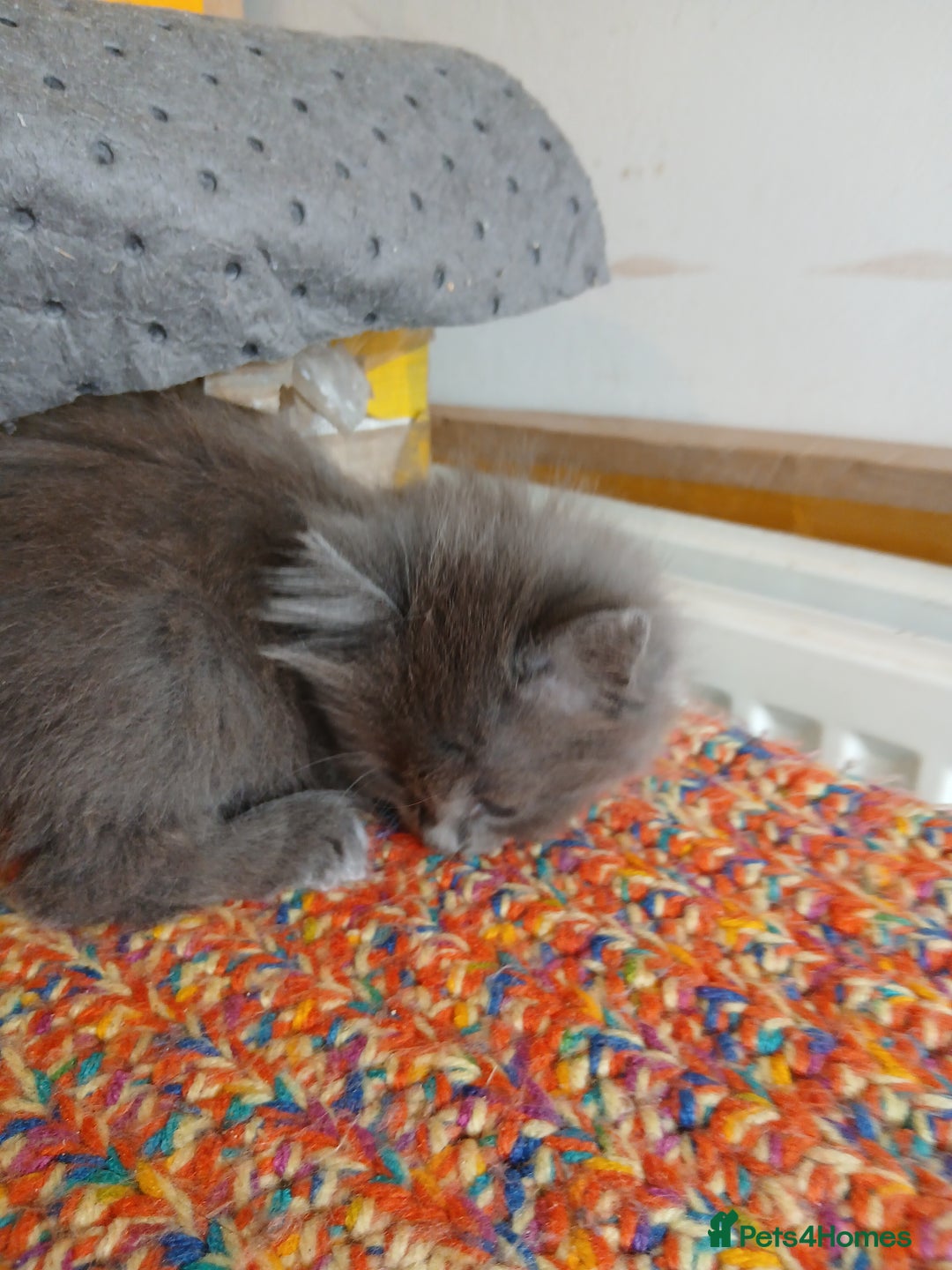 Mixed Breed cats for sale: 3 [remaining] girl kittens looking for new homes - Image 16