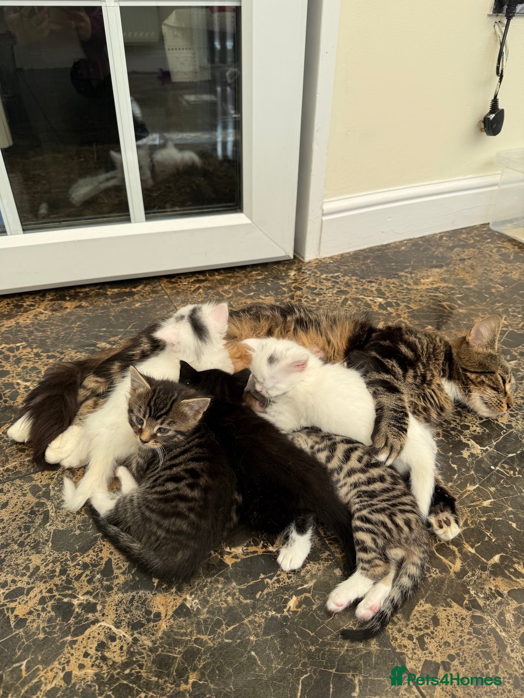 British Shorthair cats for sale: 5 kittens  - Image 1