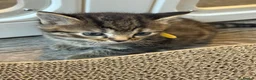 British Shorthair cats for sale: 4 British short hair kittens  - Advert 26