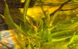Plecos fish for sale: Baby BN plecos - Image 2