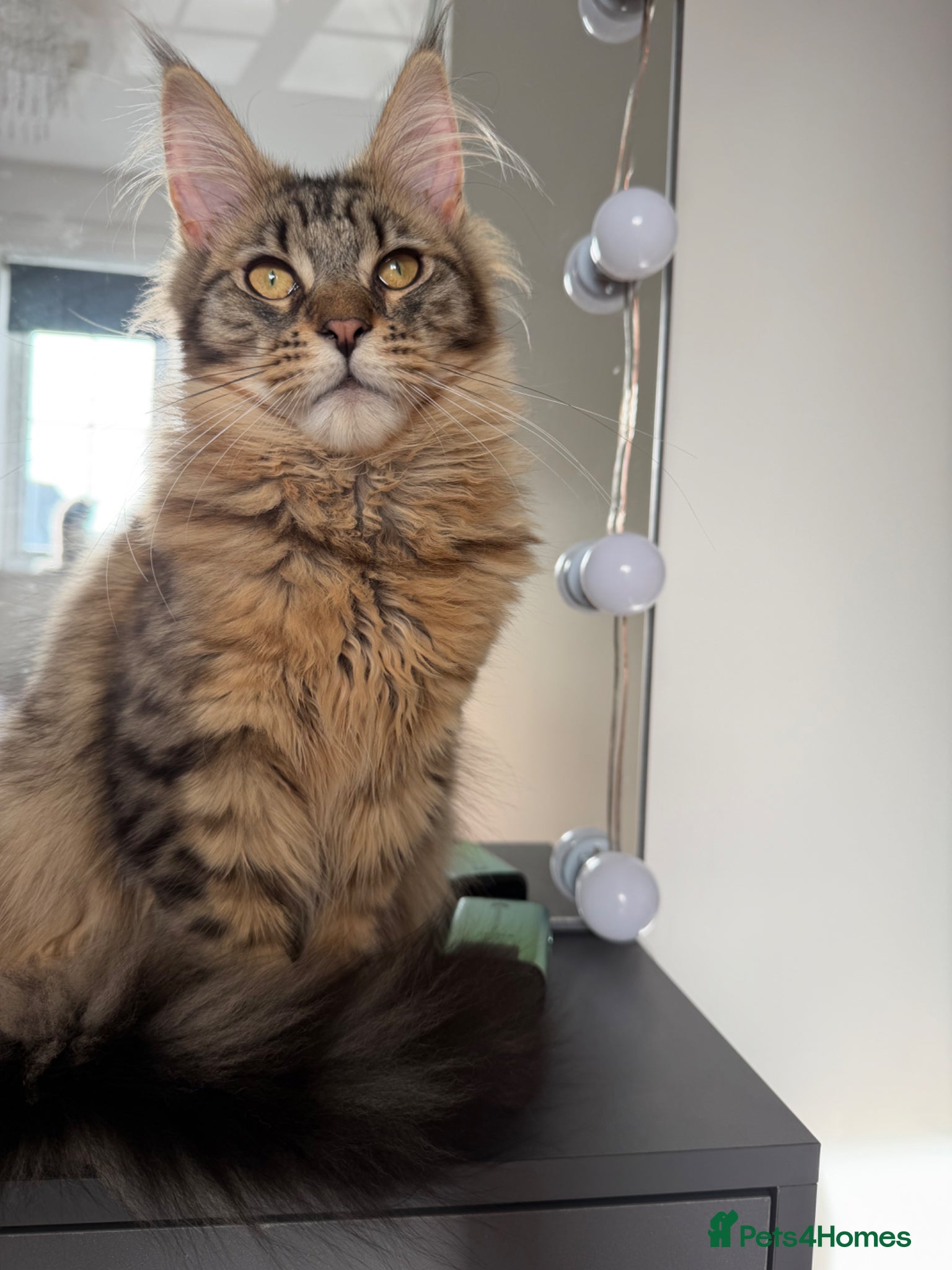 Maine Coon cats Cookie Female - Advert 16