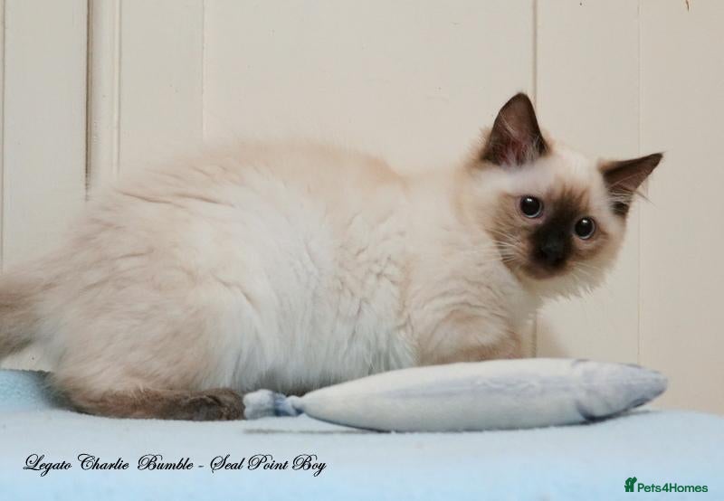Ragdoll cats Quality GCCF Reg Ragdoll Kittens Ready Now - Advert 2