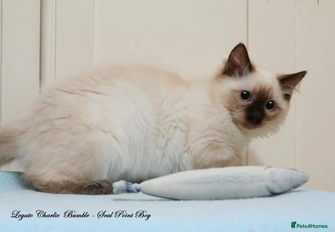 Ragdoll cats for sale: Quality GCCF Reg Ragdoll Kittens Ready Now - Advert 2