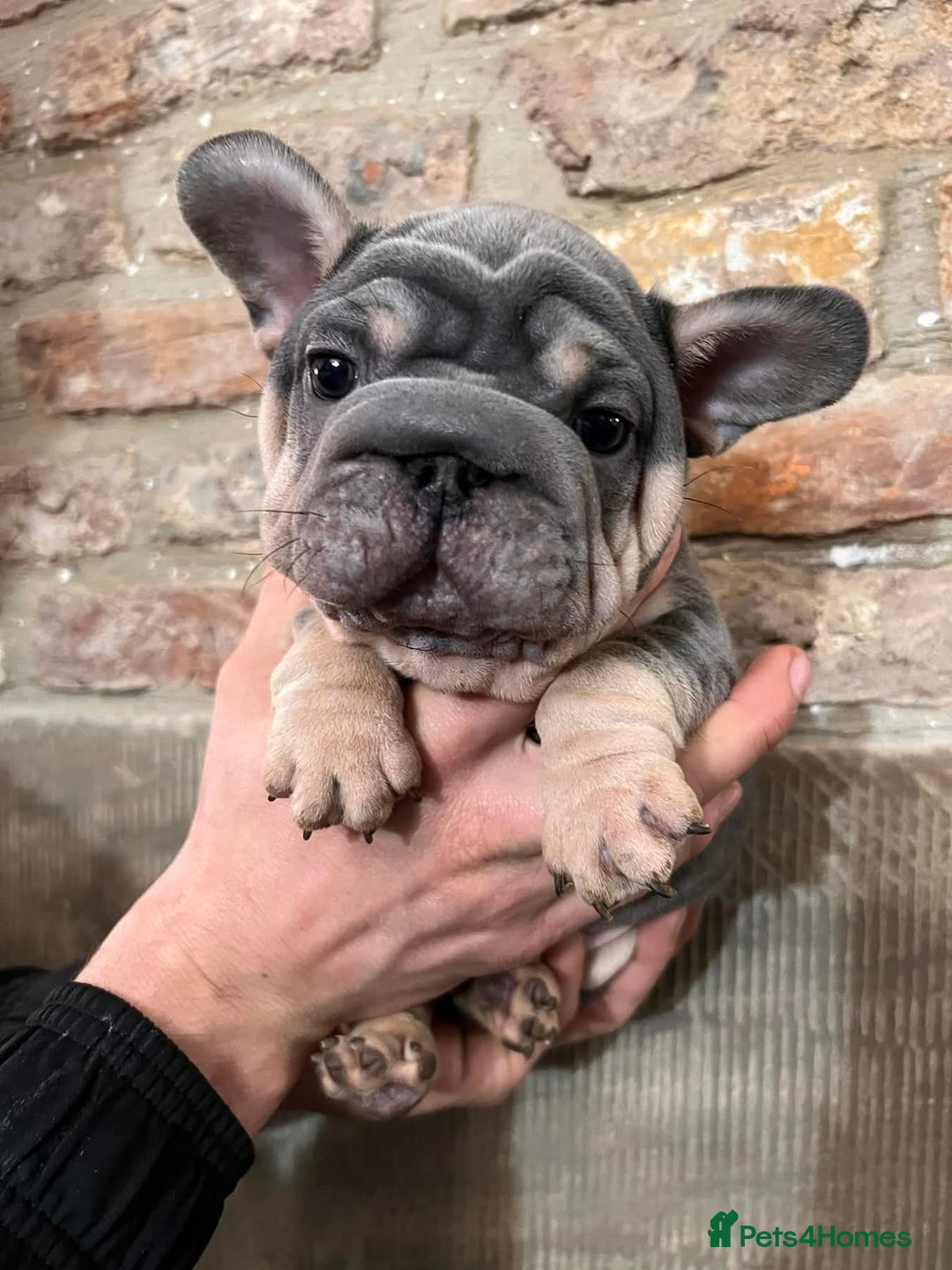 French Bulldog dogs for stud: TINY 8kg VELVET BOY FOR STUD - Advert 4