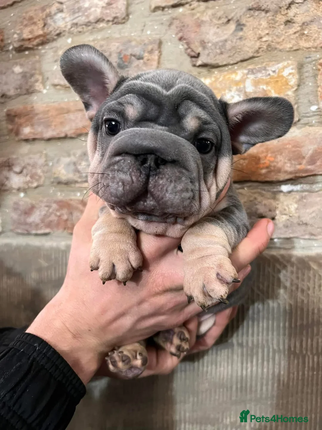 French Bulldog dogs for stud: TINY 8kg VELVET BOY FOR STUD - Advert 4
