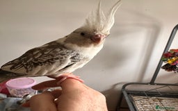 Cockatiels birds for sale: Cockatiels all tame - Image 6