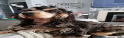 Cocker Spaniel dogs for stud:  Sable Show Cocker Spaniel Available for Stud 🐾 - Advert 10