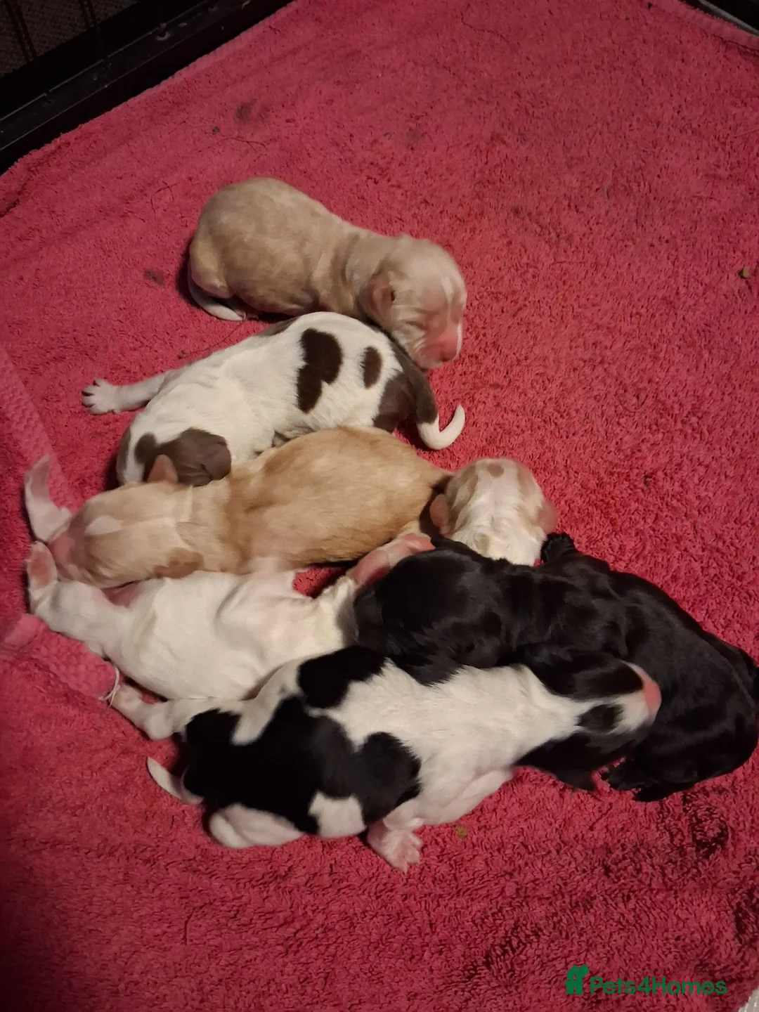 Cocker Spaniel dogs for sale: working cocker spaniels for sale - Advert 18