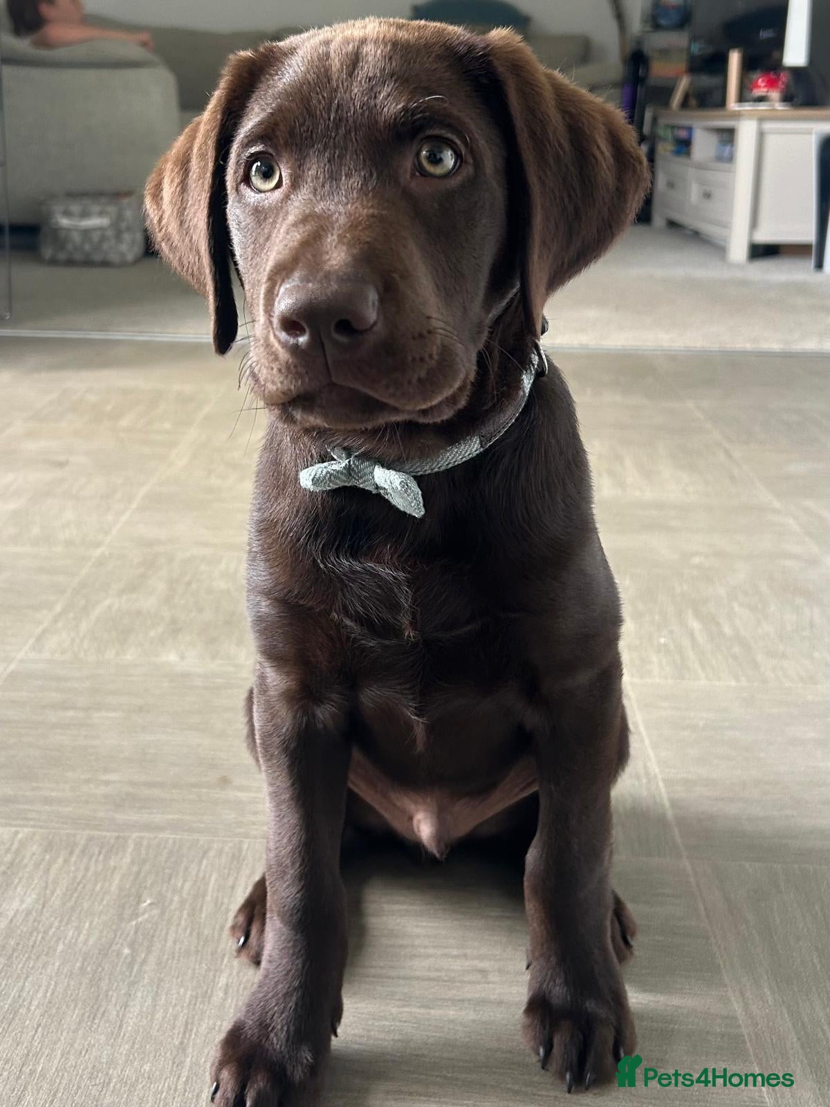 Labrador Retriever dogs Chocolate labrador puppy 🍫🐾  - Advert 9