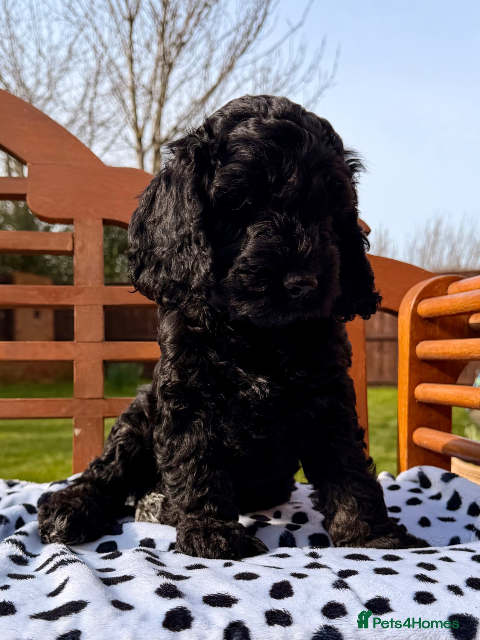 Cockapoo dogs F1 Cockapoo Puppies - Advert 2