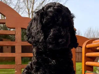 Cockapoo dogs F1 Cockapoo Puppies - Advert 2