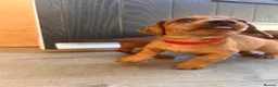 Miniature Dachshund dogs for sale: Miniature dachshund puppies - Ready Now!   - Advert 20
