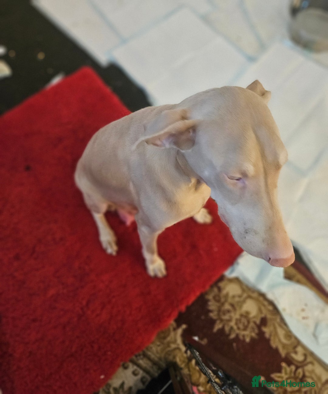 Dobermann dogs for sale: International Champ Bloodlines Pups Ready 25th DEC - Advert 6