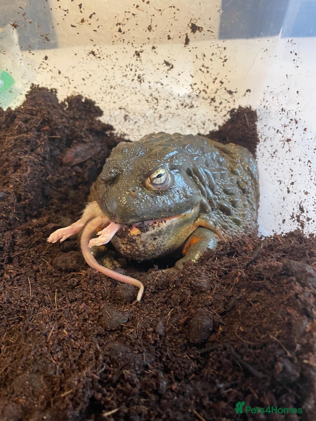 Frog reptiles for sale: Giant African bullfrog - Image 1