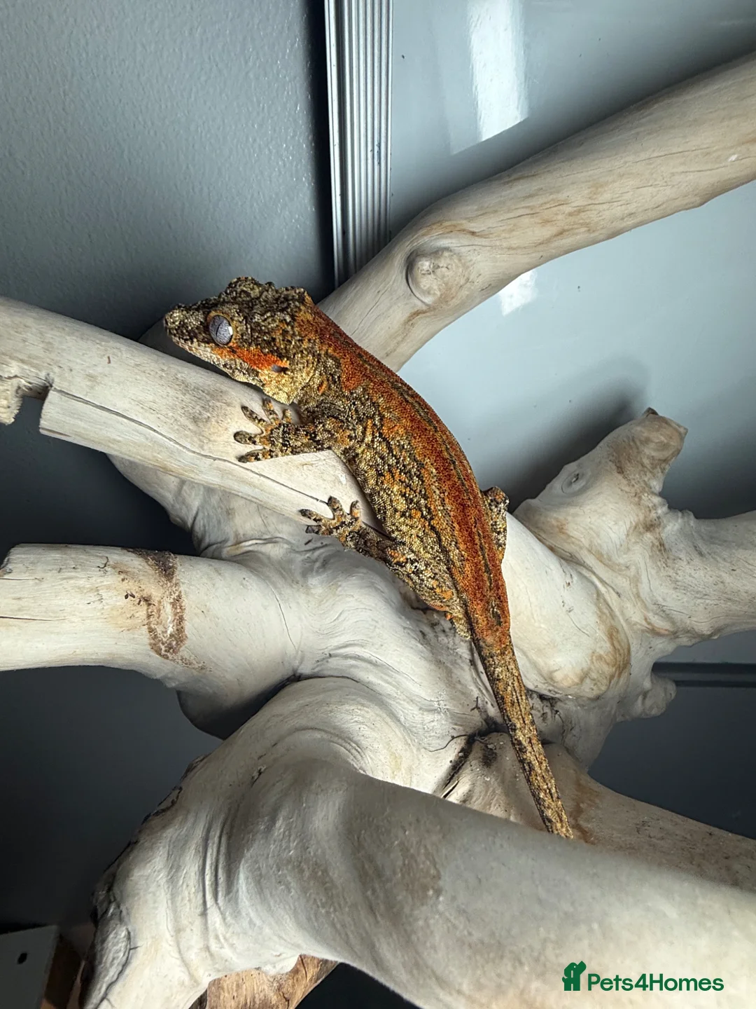 Gecko reptiles for sale: Assorted crested geckos  - Advert 1