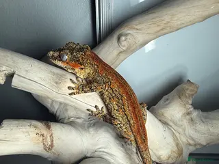 Gecko reptiles Assorted crested geckos - Advert 1