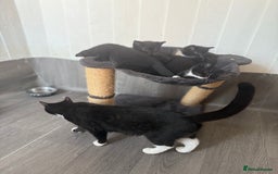 Mixed Breed cats for sale: Beautiful kittens for sale - Image 6