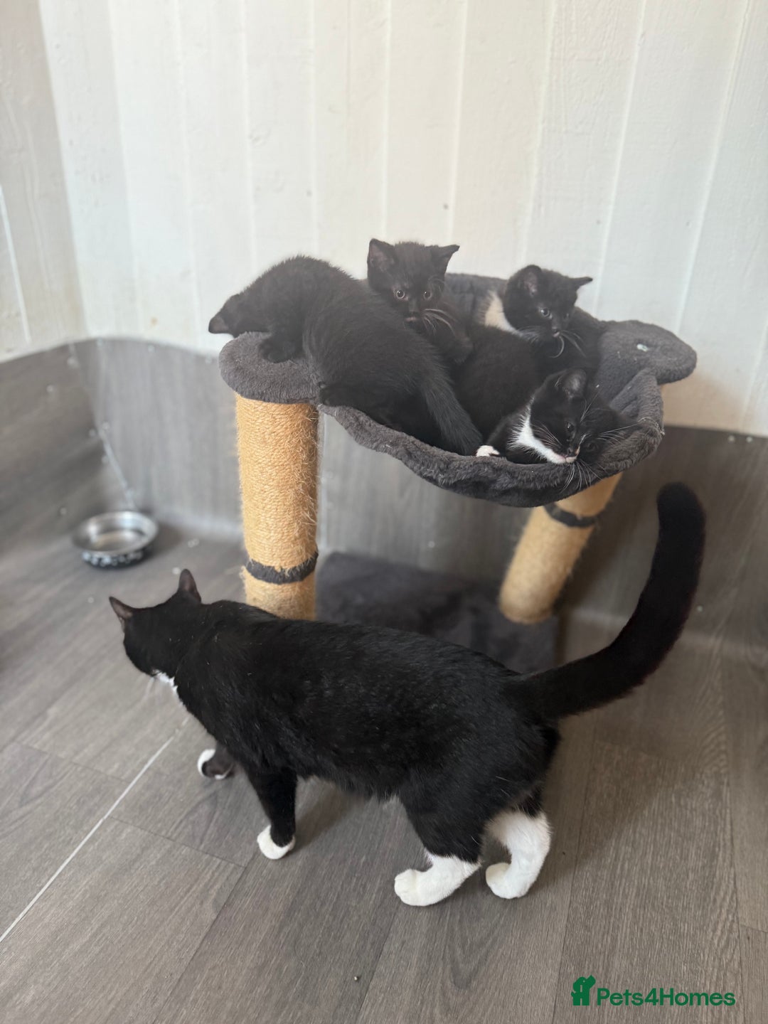 Mixed Breed cats for sale: Beautiful kittens for sale - Image 6
