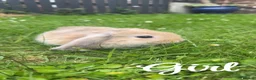 Mini Lion Lop rabbits for sale: Beautiful fluffy baby bunnies in Durham - Advert 5