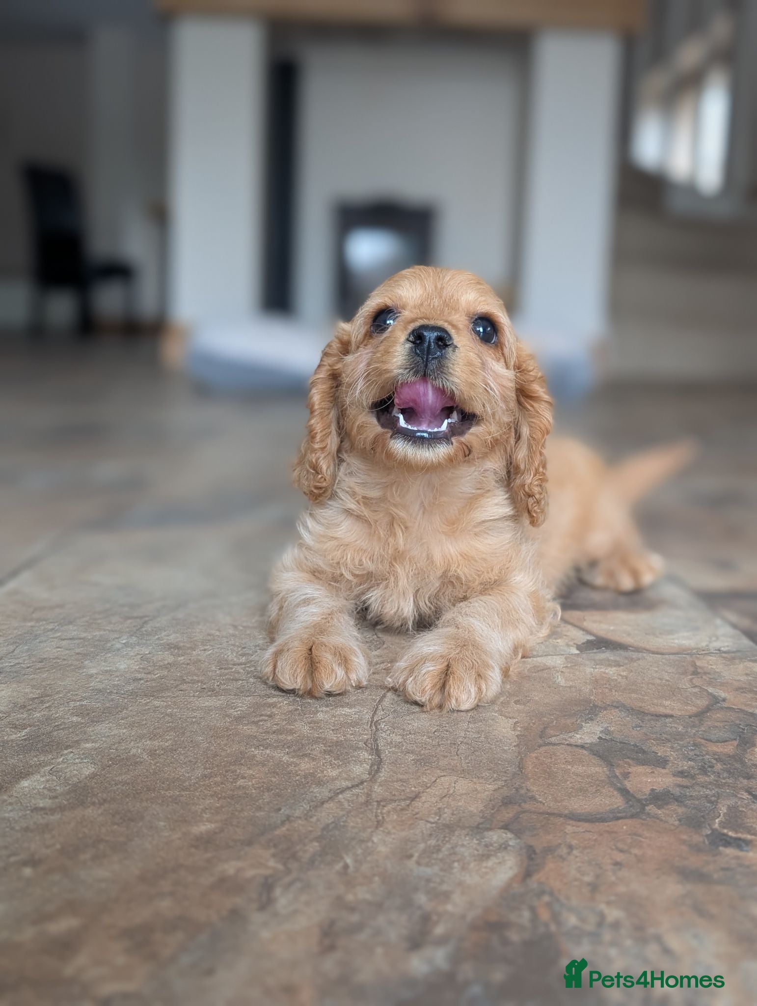Cavapoo dogs 🌟 F1 Cavapoo Puppies –  Health Tested Parents - Advert 2