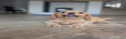 Cavapoo dogs for sale: 🌟 F1 Cavapoo Puppies –  Health Tested Parents - Advert 5
