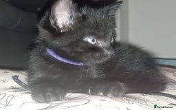 Domestic Shorthair cats for sale: 3 Black Kittens for sale (boy sold) - Image 6