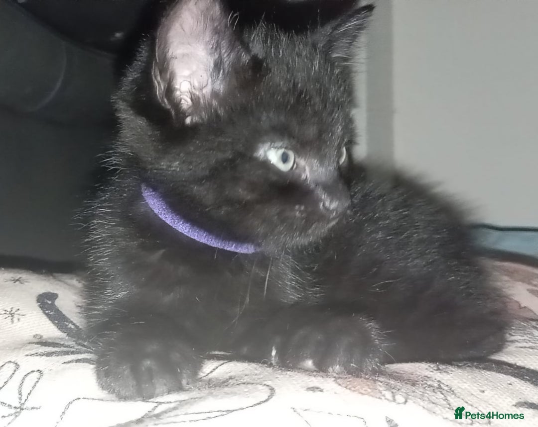 Domestic Shorthair cats for sale: 3 Black Kittens for sale (boy sold) - Image 6